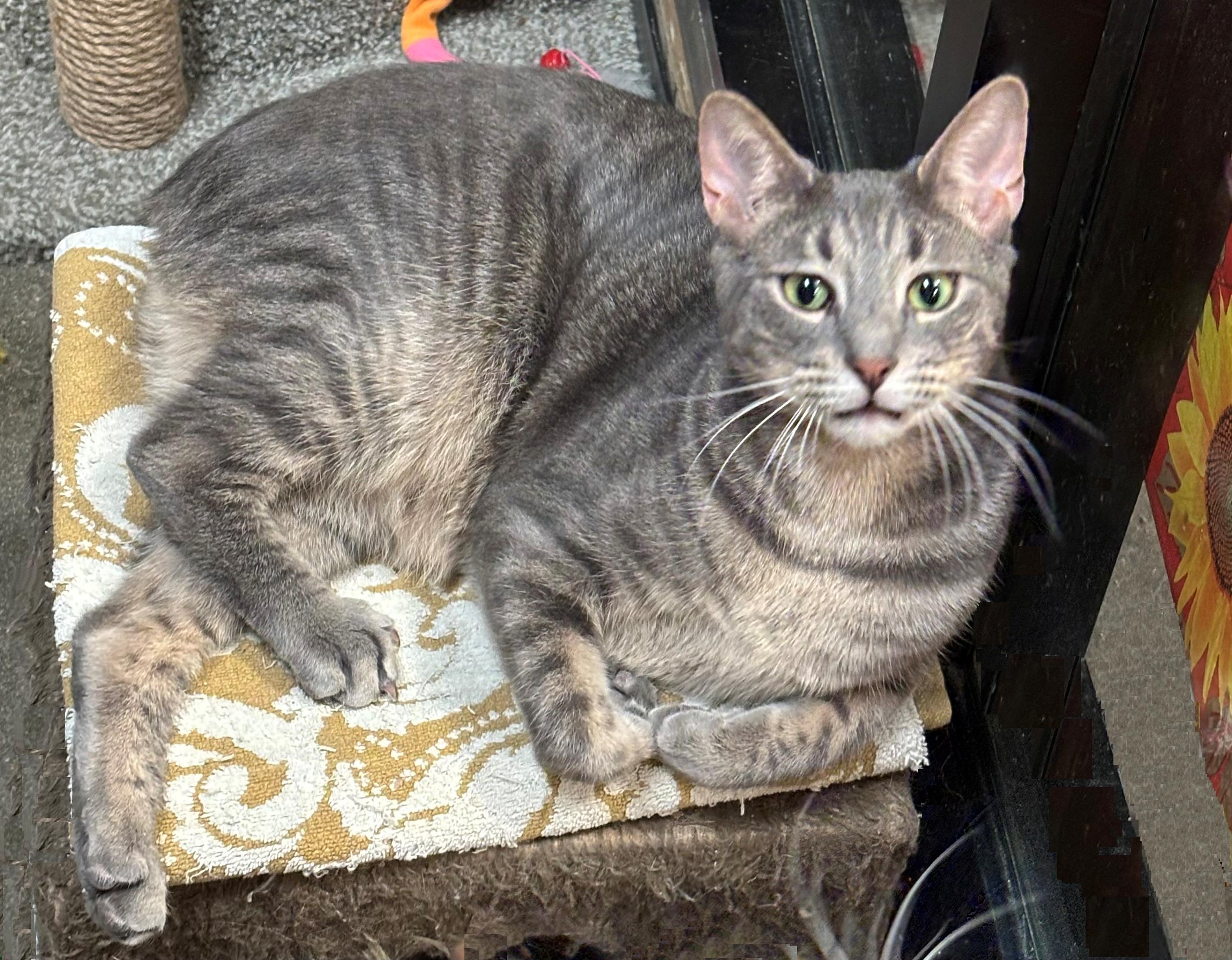 Ash, a ADOPTABLE Domestic Short Hair in Paramus, NJ image 1/2