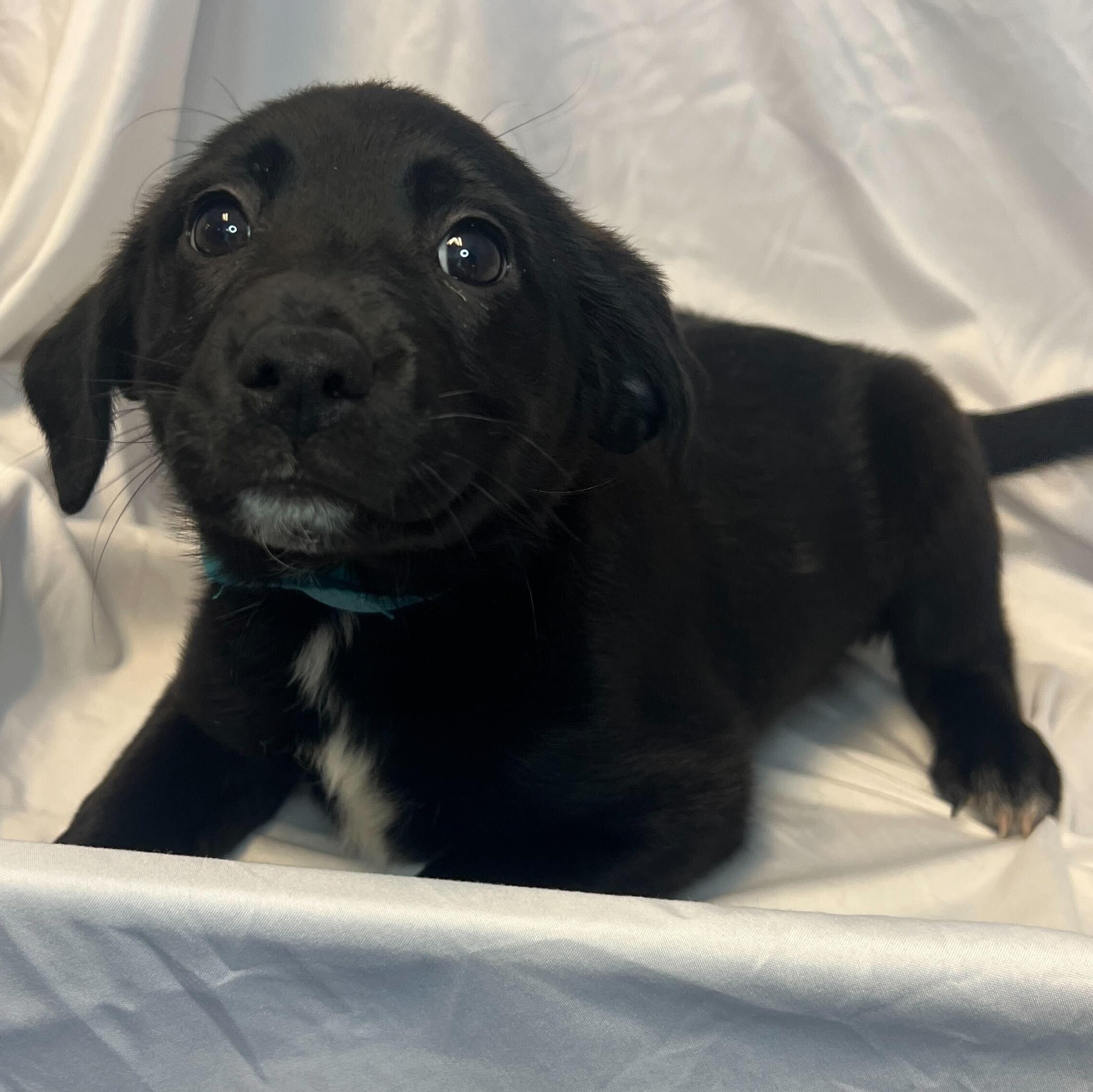 Honey Bun, an adoptable Mixed Breed in Canal Winchester, OH image 1/2
