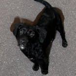 Umbreon, adopted, Young Male Poodle.