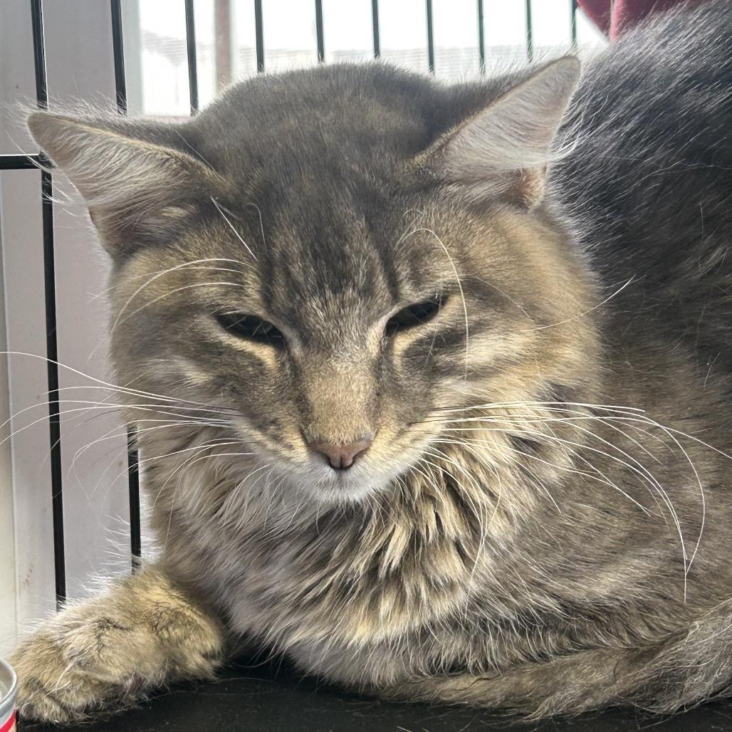 Enlarge Josiah, a Adoptable Domestic Long Hair in mount vernon, AR image 1/1