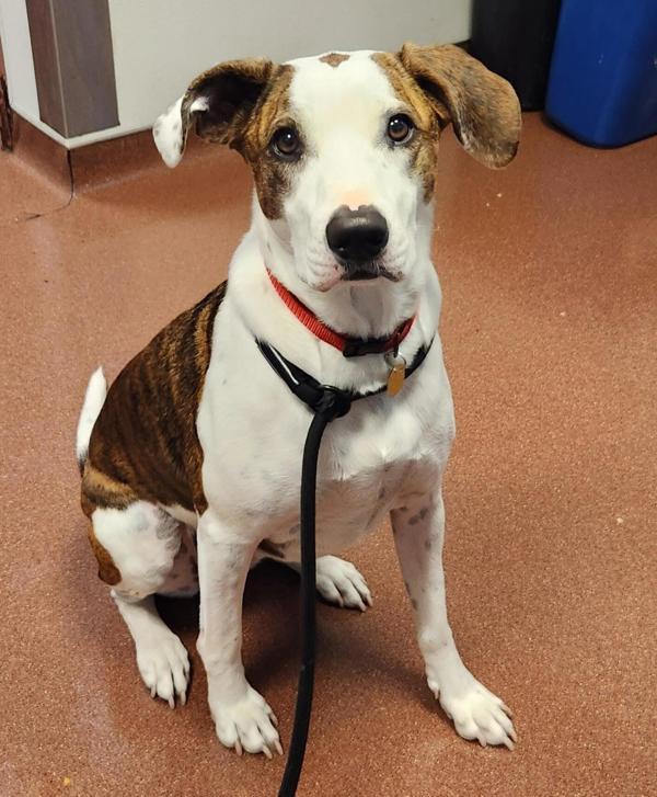 Patty, Adoptable, Adult Female Hound & Pit Bull Terrier.