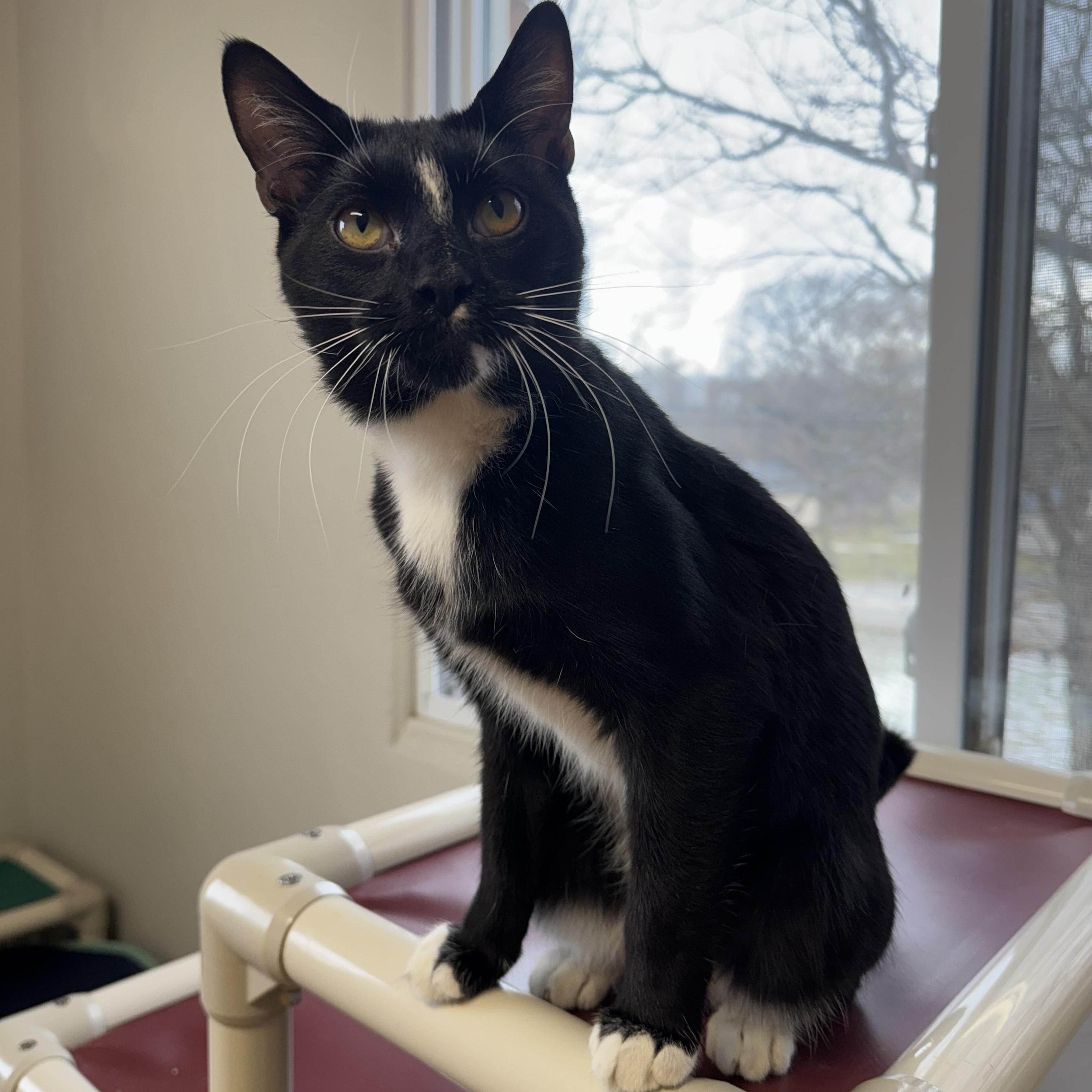 Ringo, ADOPTABLE, Young Male Tuxedo.
