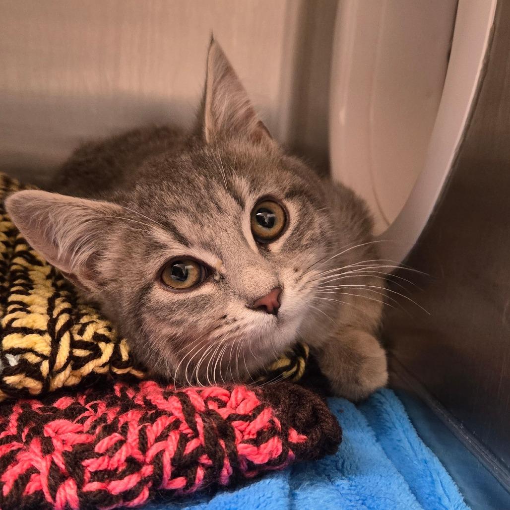 Clara, Adoptable, Kitten Female Domestic Short Hair.