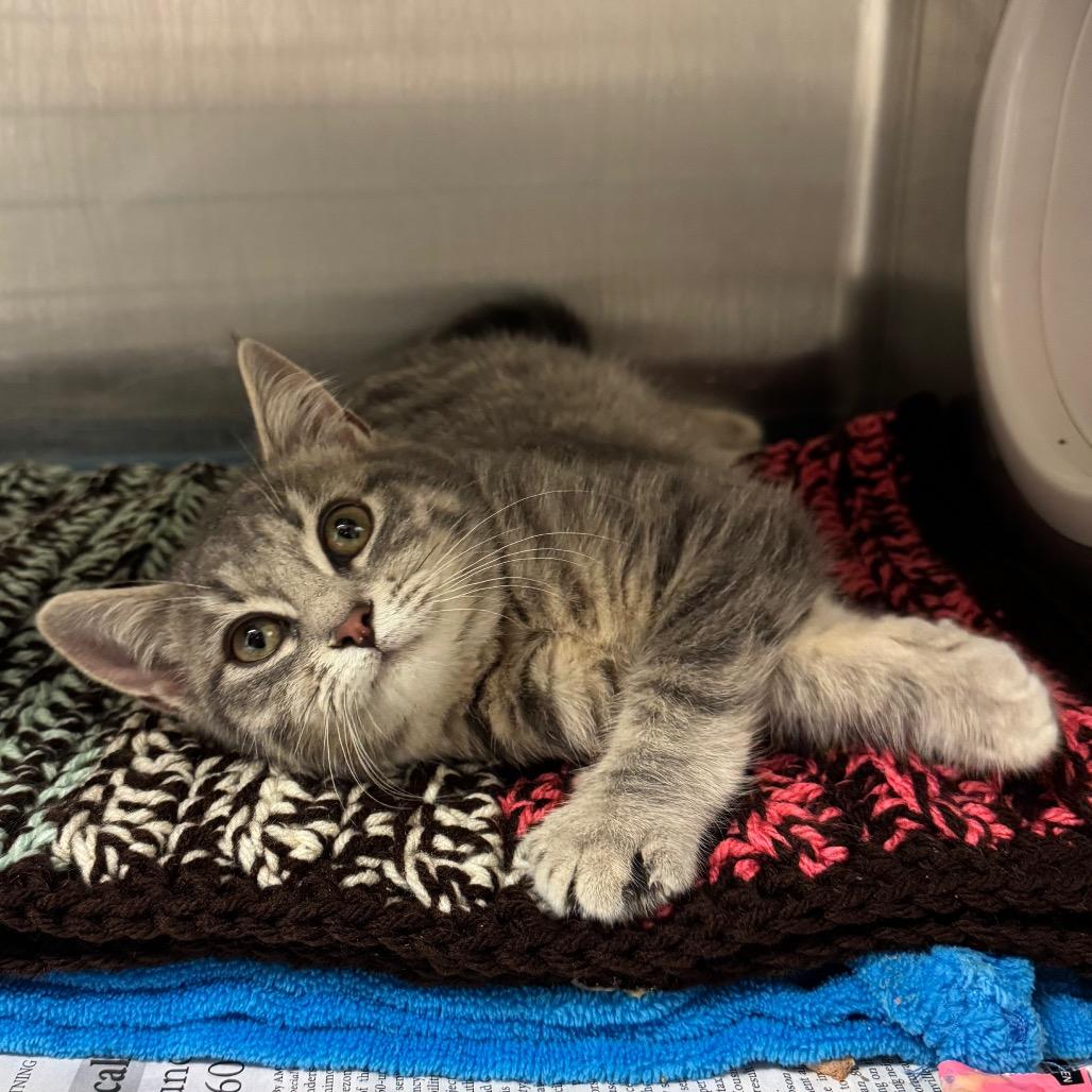 Enlarge Clara, a Adoptable Domestic Short Hair in Hendersonville, NC image 2/6