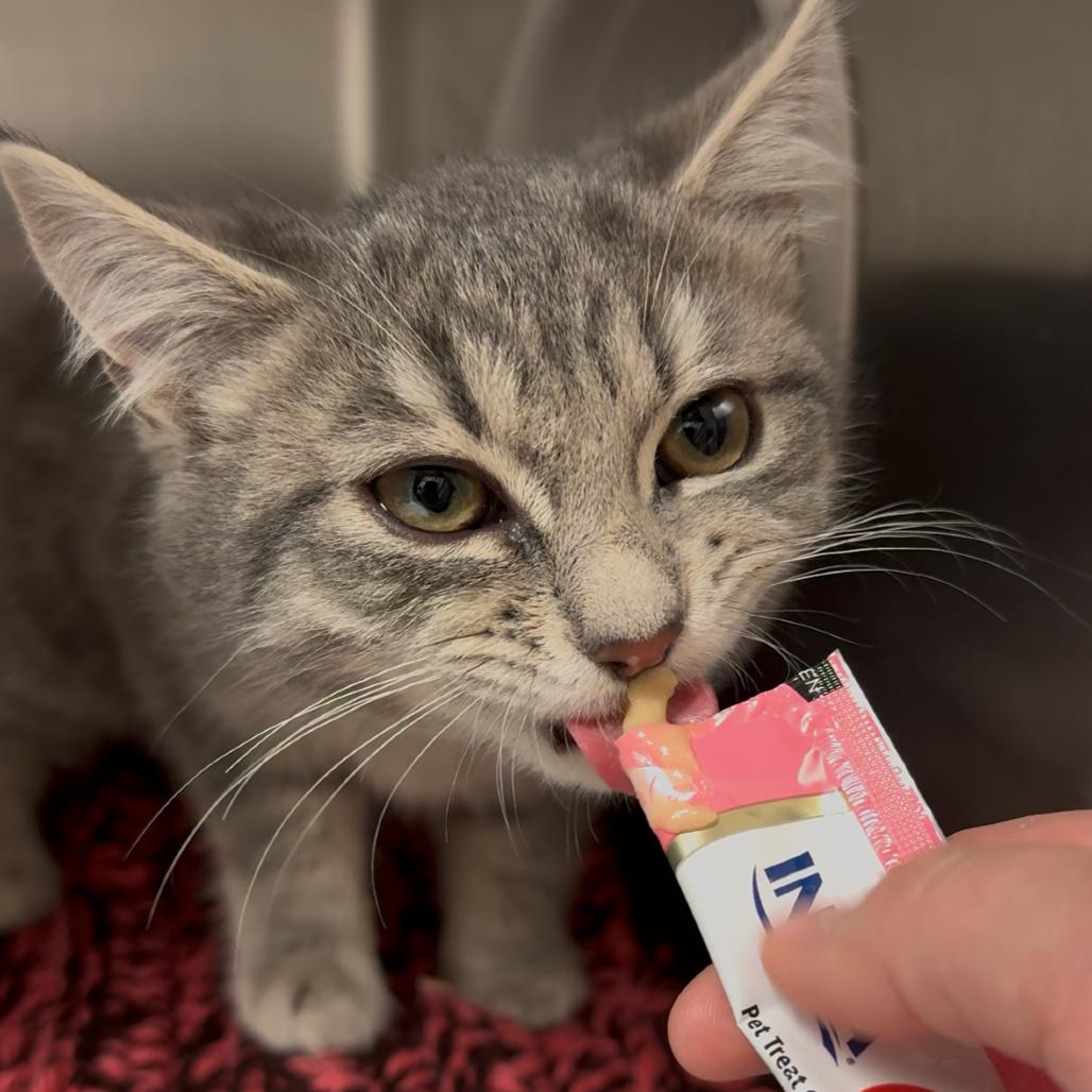 Enlarge Clara, a Adoptable Domestic Short Hair in Hendersonville, NC image 3/6
