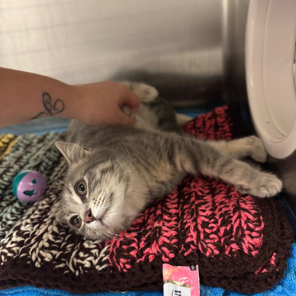 Enlarge Clara, a Adoptable Domestic Short Hair in Hendersonville, NC image 4/6