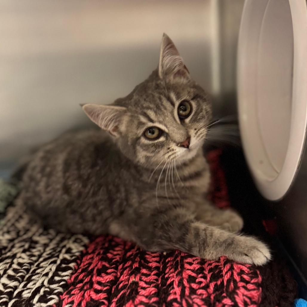 Enlarge Clara, a Adoptable Domestic Short Hair in Hendersonville, NC image 6/6