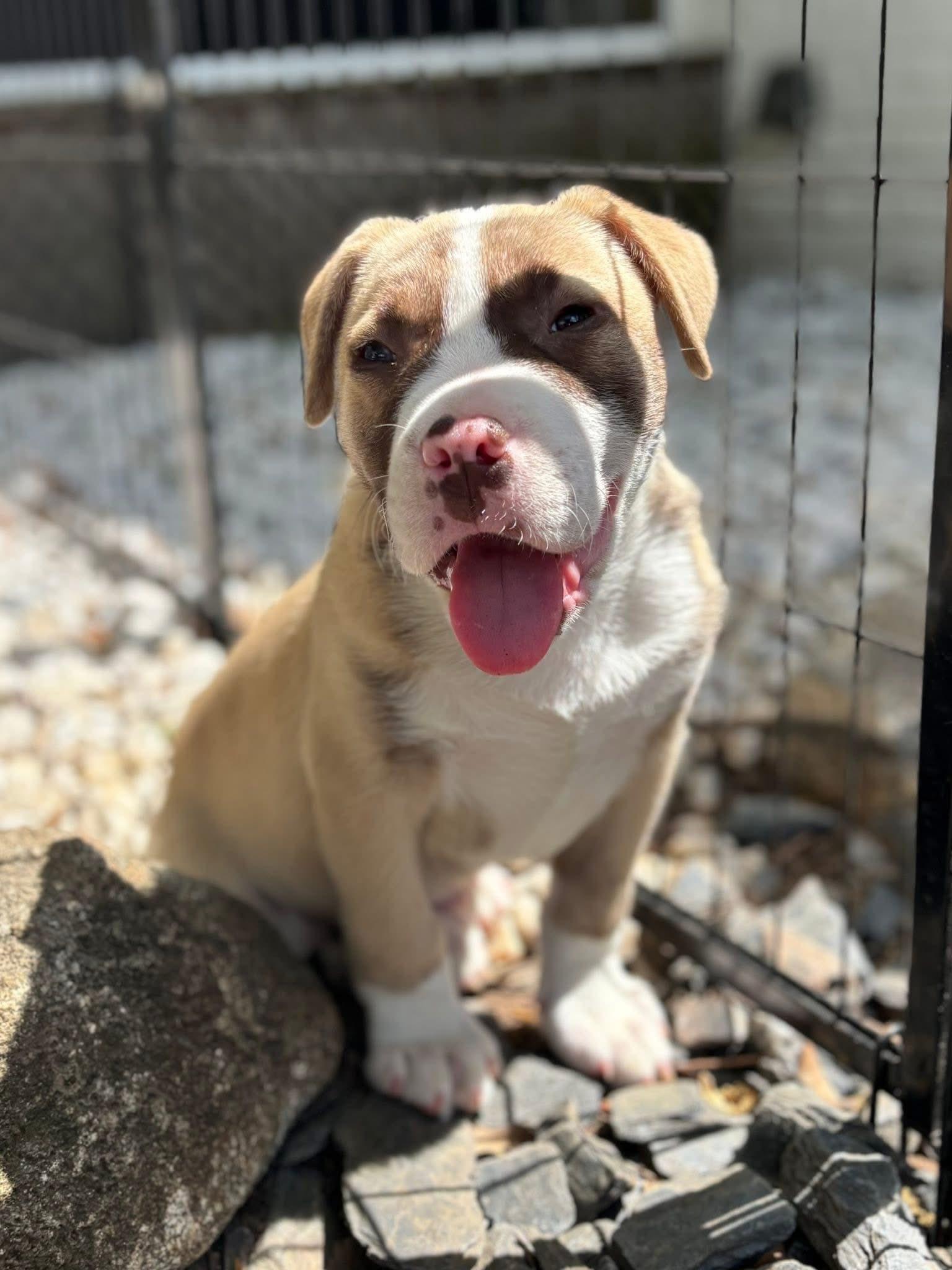 Knox, Adopted, Young Male Terrier.