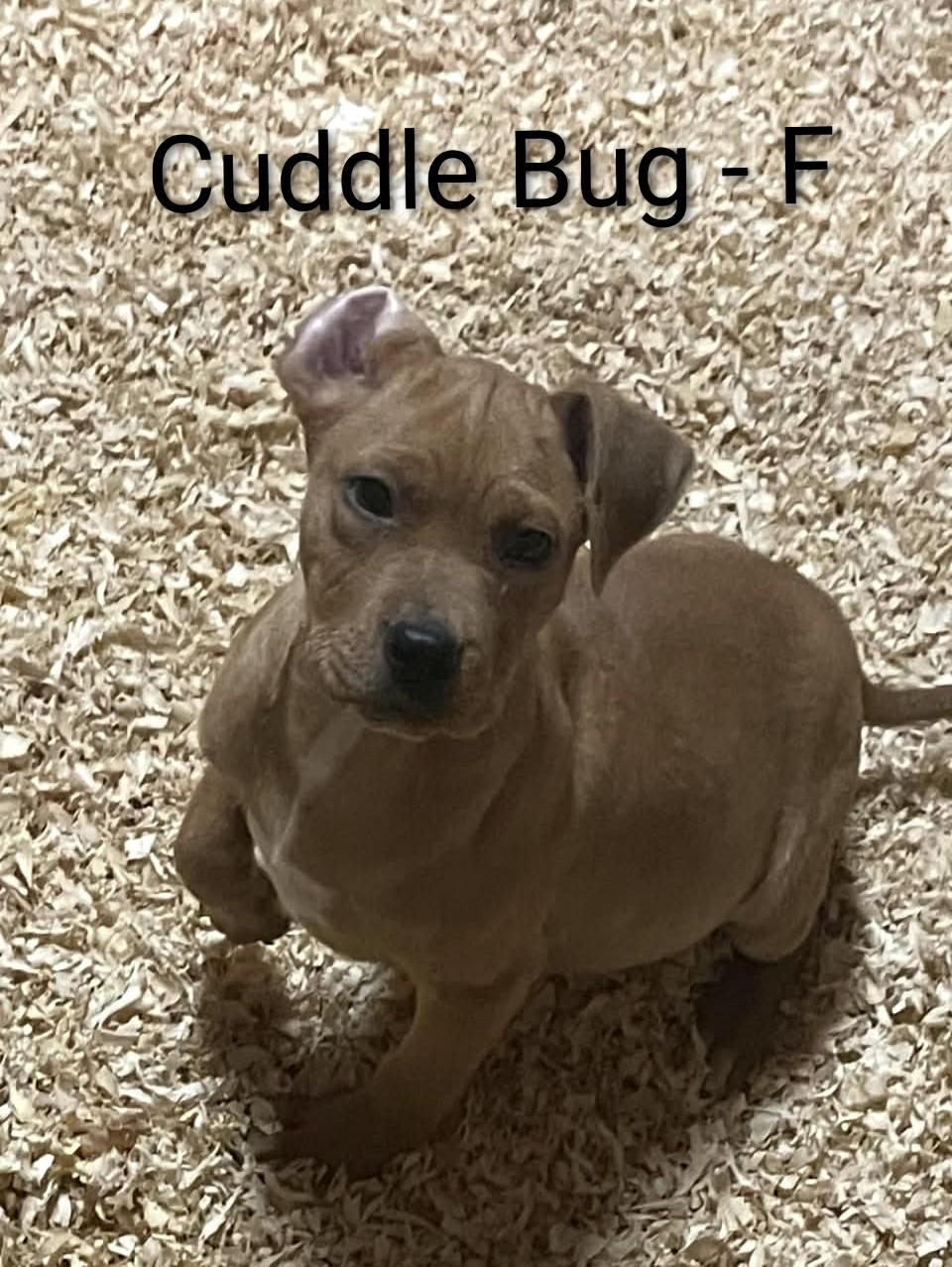 Enlarge Cuddle Bug, a Adoptable mixed breed in Gardner, MA image 1/3