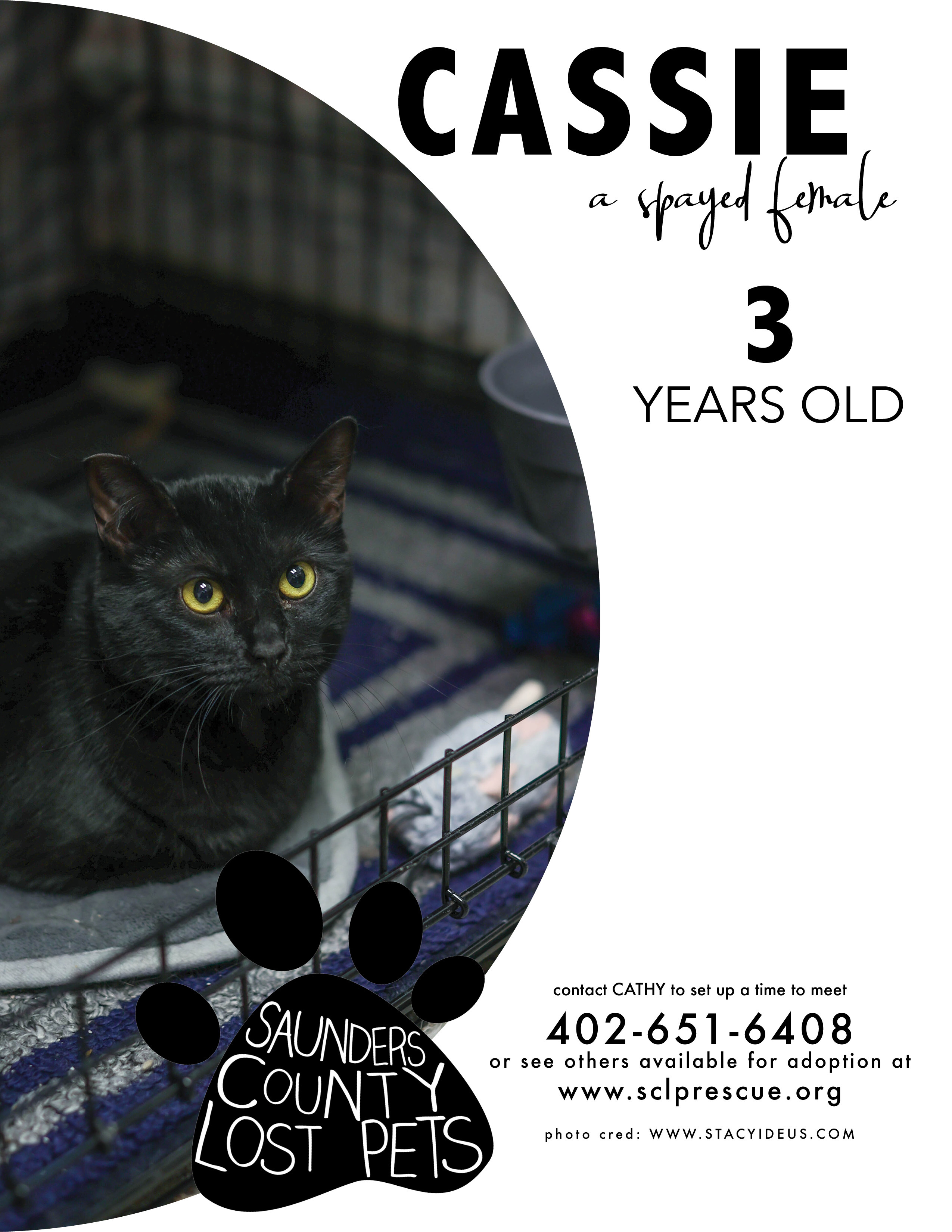 Enlarge Cassie, a Adoptable Domestic Short Hair in Wahoo, NE image 1/2