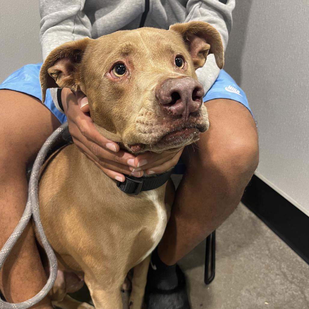 Luli, a Adoptable mixed breed in Tampa, FL image 2/6