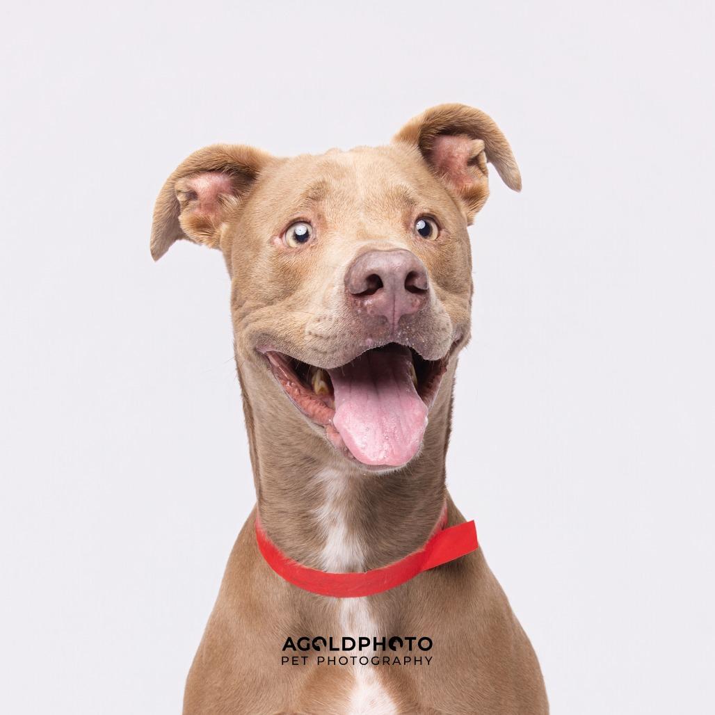 Luli, a Adoptable mixed breed in Tampa, FL image 3/6