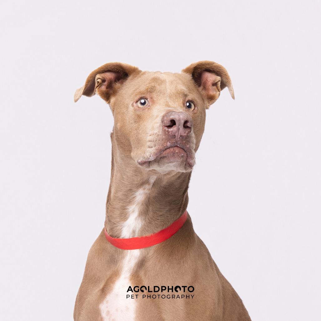 Luli, a Adoptable mixed breed in Tampa, FL image 4/6