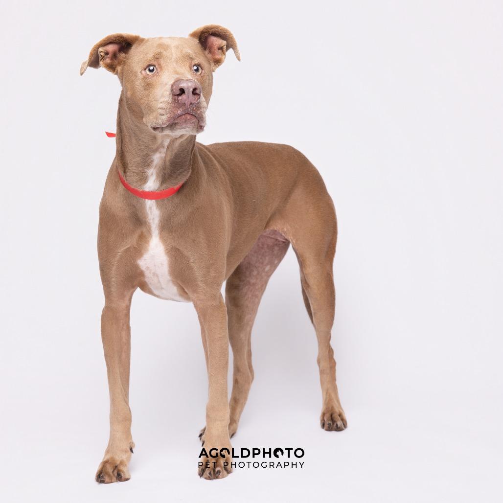 Luli, a Adoptable mixed breed in Tampa, FL image 5/6