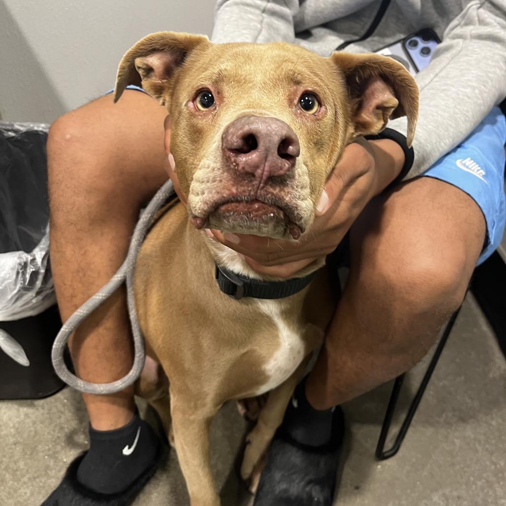 Luli, a Adoptable mixed breed in Tampa, FL image 6/6