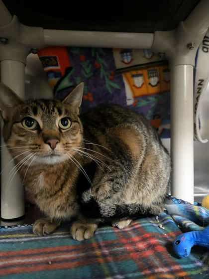 Marguerite, a Adoptable Domestic Short Hair in Appleton, WI image 1/2
