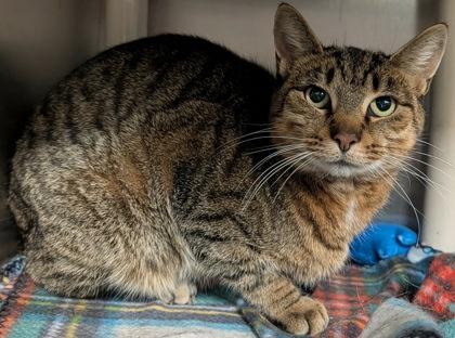 Marguerite, a Adoptable Domestic Short Hair in Appleton, WI image 2/2