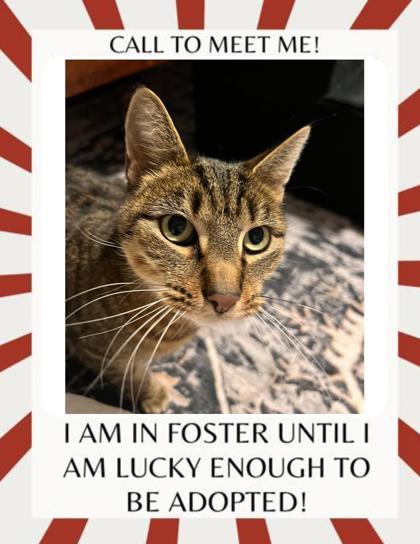 Marguerite, a Adoptable Domestic Short Hair in Appleton, WI image 1/5