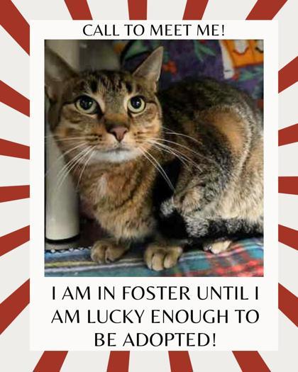 Marguerite, a Adoptable Domestic Short Hair in Appleton, WI image 4/5