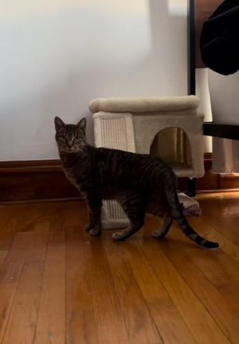 Marguerite, a Adoptable Domestic Short Hair in Appleton, WI image 2/5