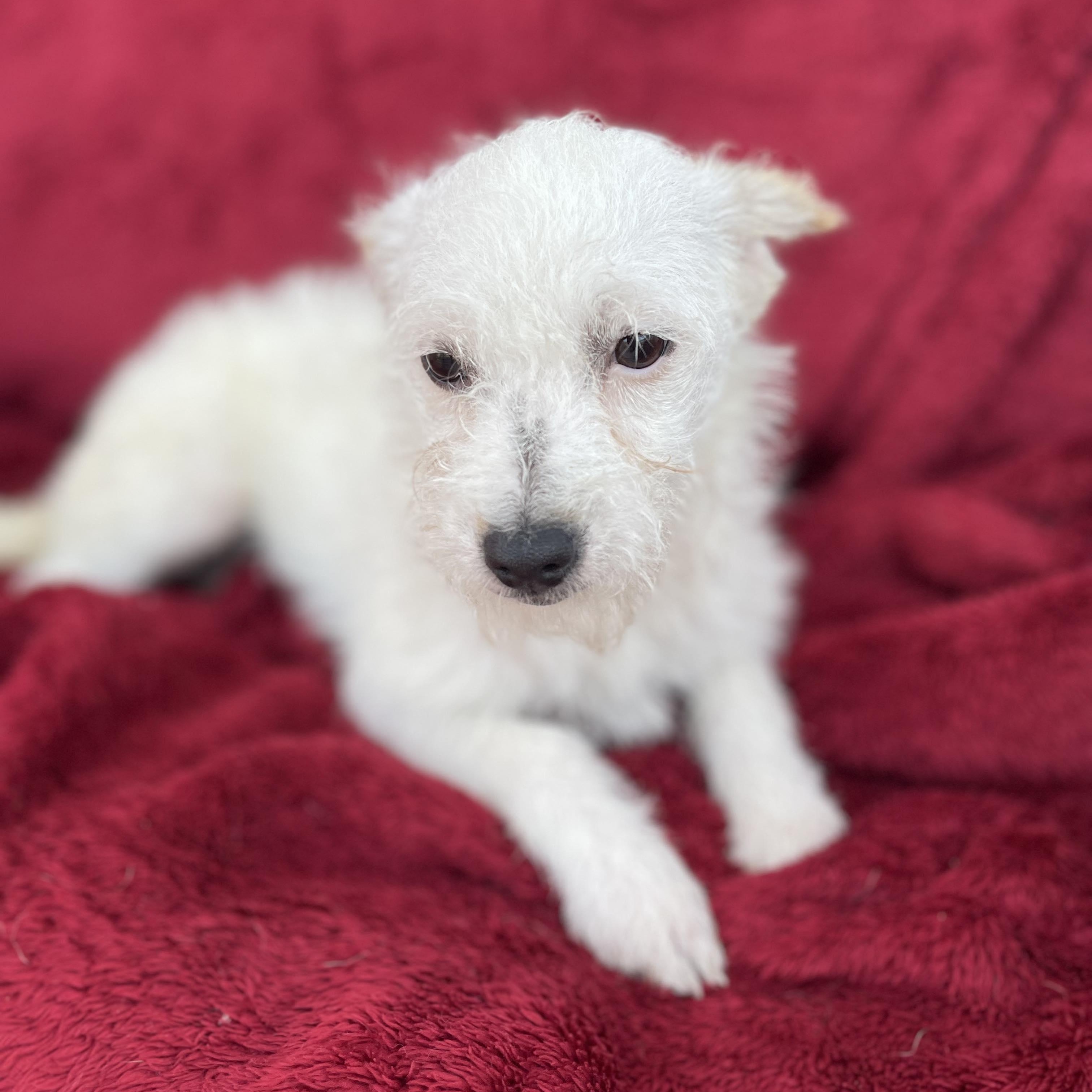 PAU 5 months 8 lbs, a Adoptable mixed breed in Aliso Viejo, CA image 3/6