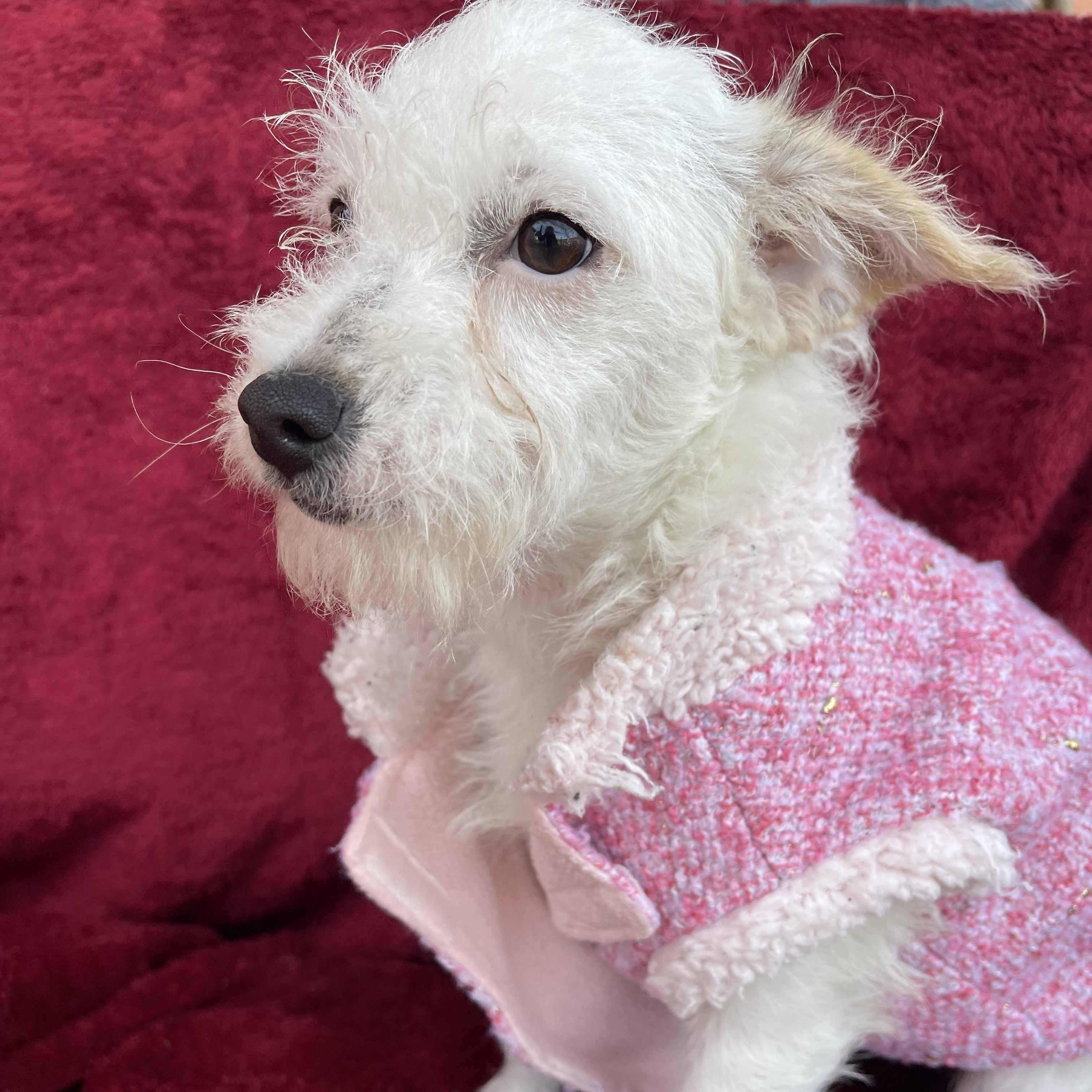 PAU 5 months 8 lbs, a Adoptable mixed breed in Aliso Viejo, CA image 4/6
