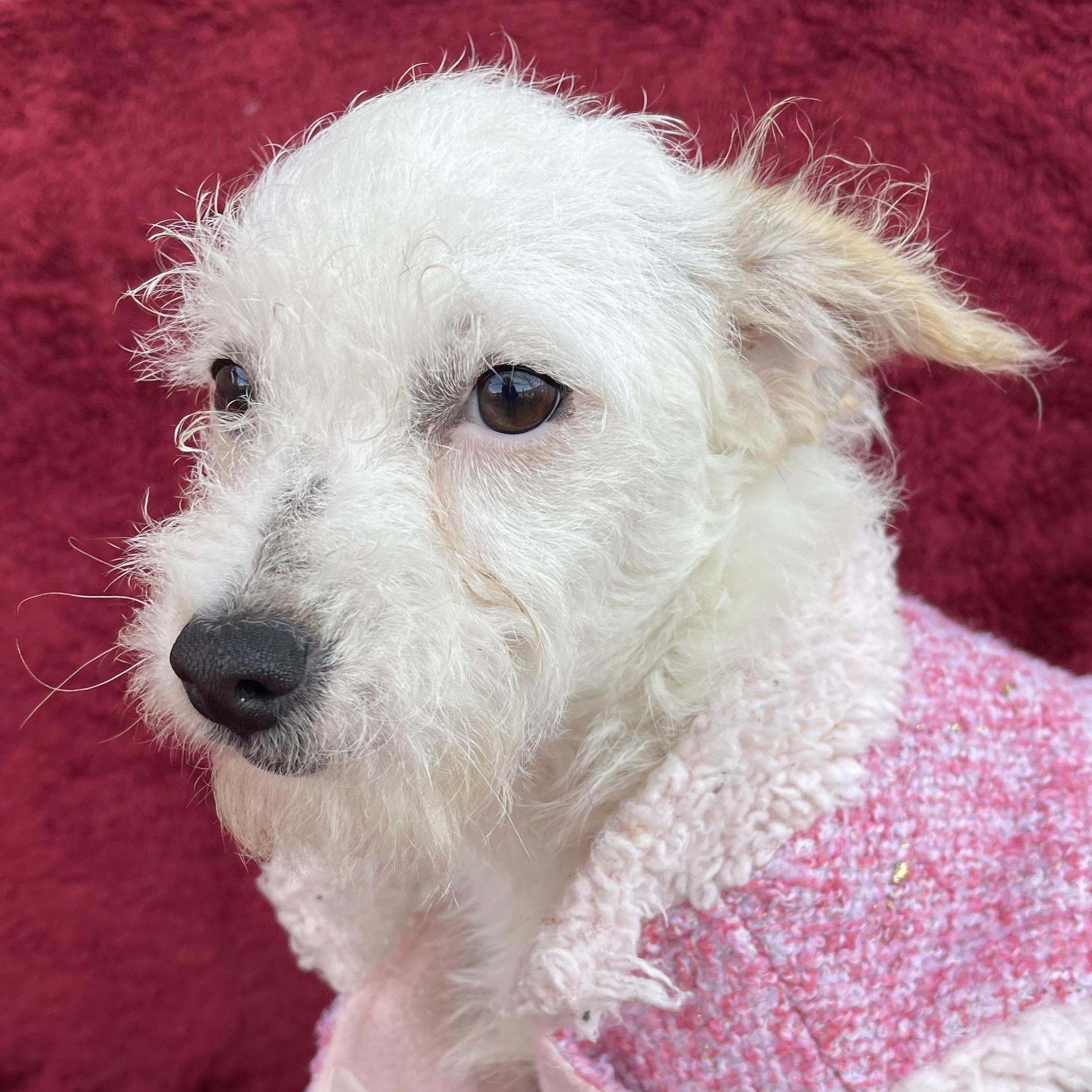 PAU 5 months 8 lbs, a Adoptable mixed breed in Aliso Viejo, CA image 5/6