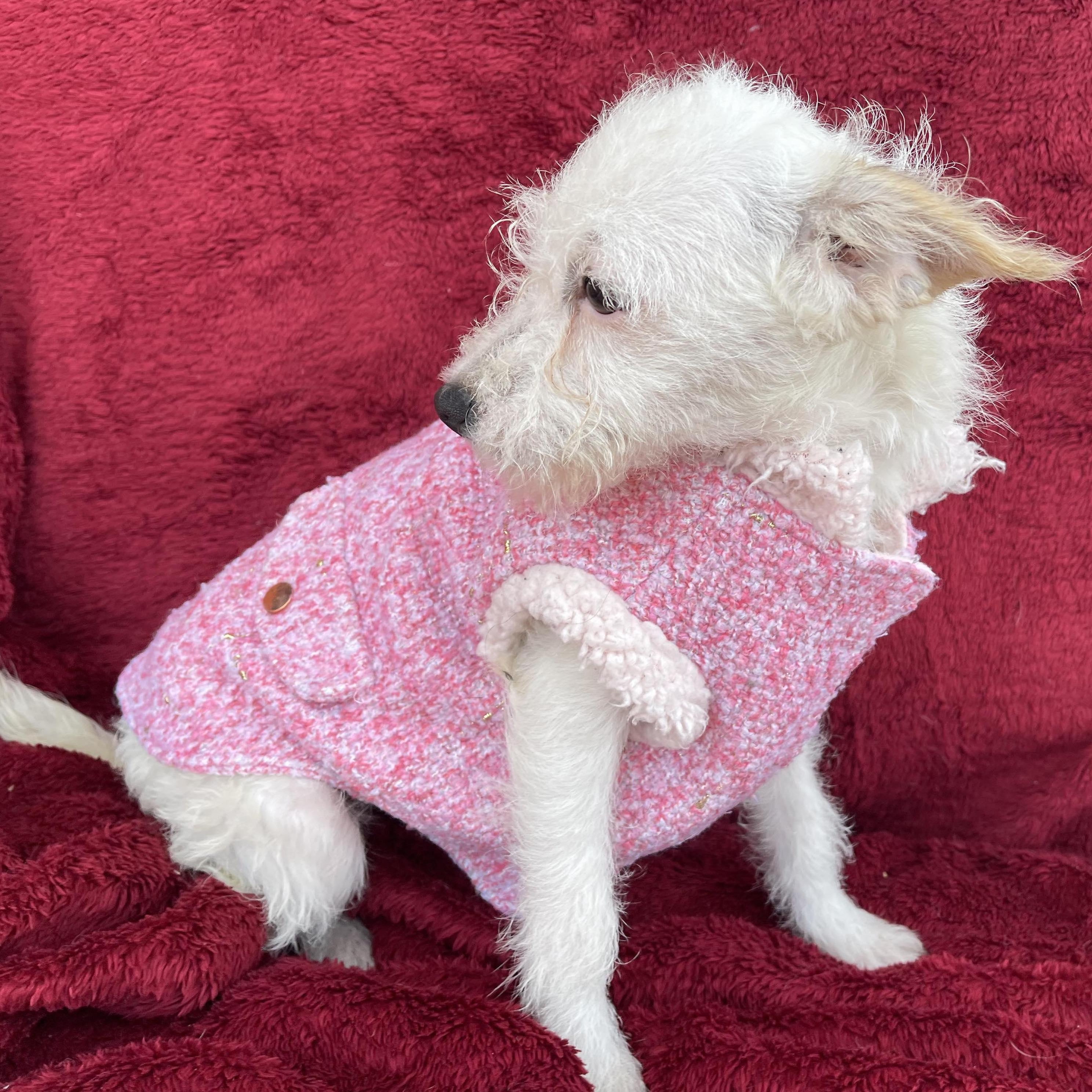 PAU 5 months 8 lbs, a Adoptable mixed breed in Aliso Viejo, CA image 6/6