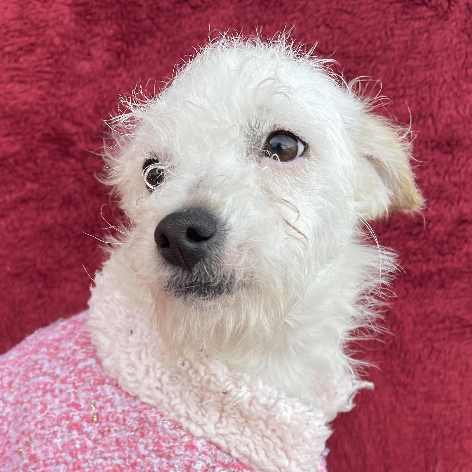 PAU 5 months 8 lbs, a Adoptable mixed breed in Aliso Viejo, CA image 1/6