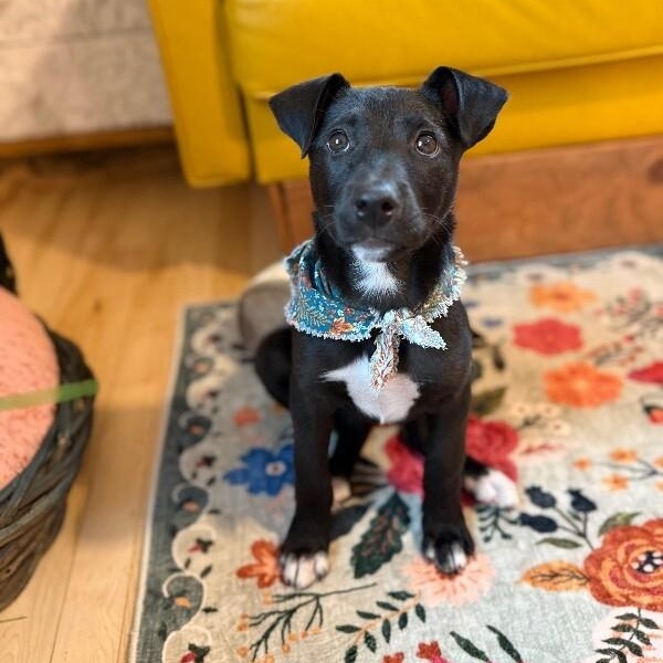 Harper tater tot cuddlepaws — thumbnail 2