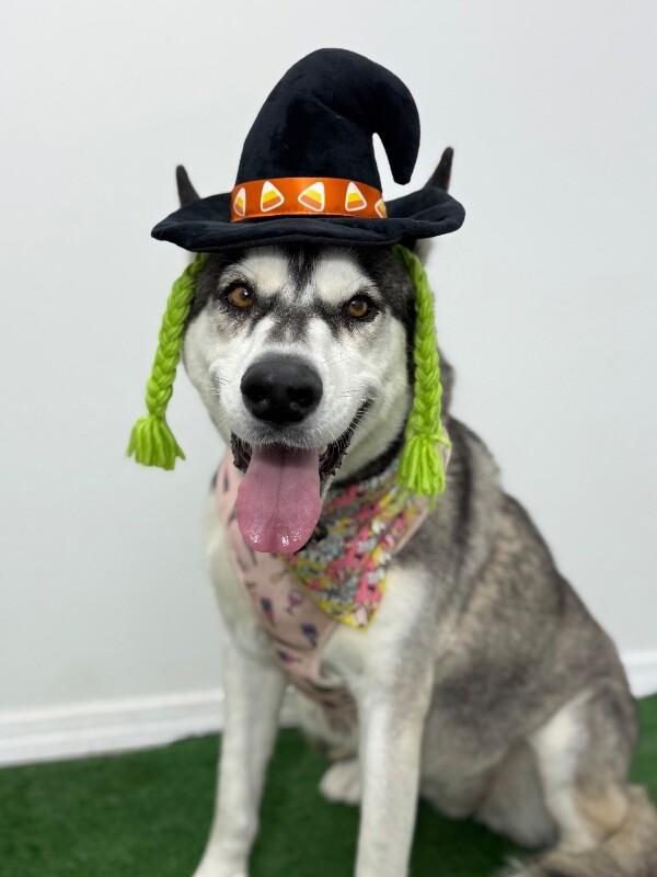 Lucy Pop, adopted, Young Female Husky & Mixed Breed.