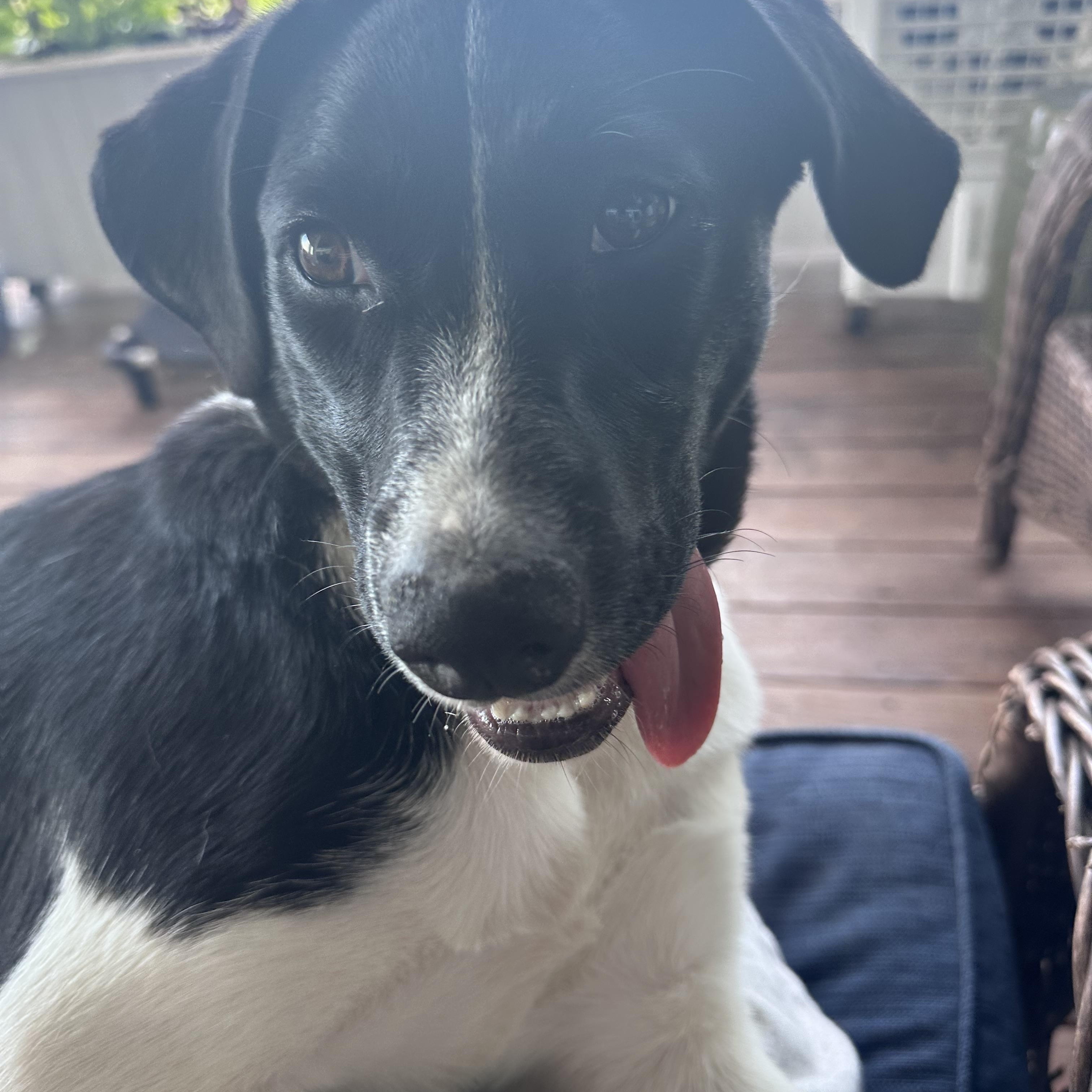 Layla, ADOPTABLE, Young Female Border Collie.