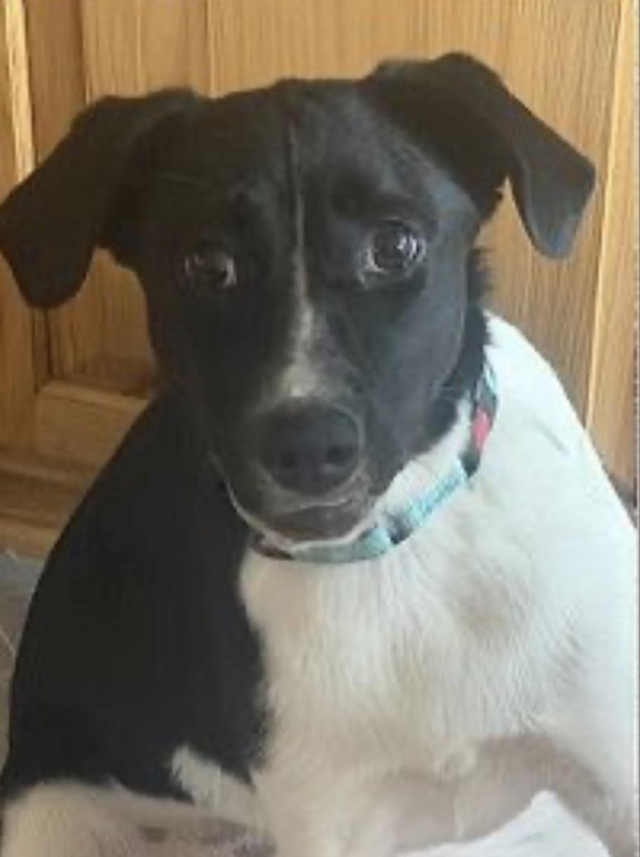 Layla, a ADOPTABLE mixed breed in Parker, CO image 2/2