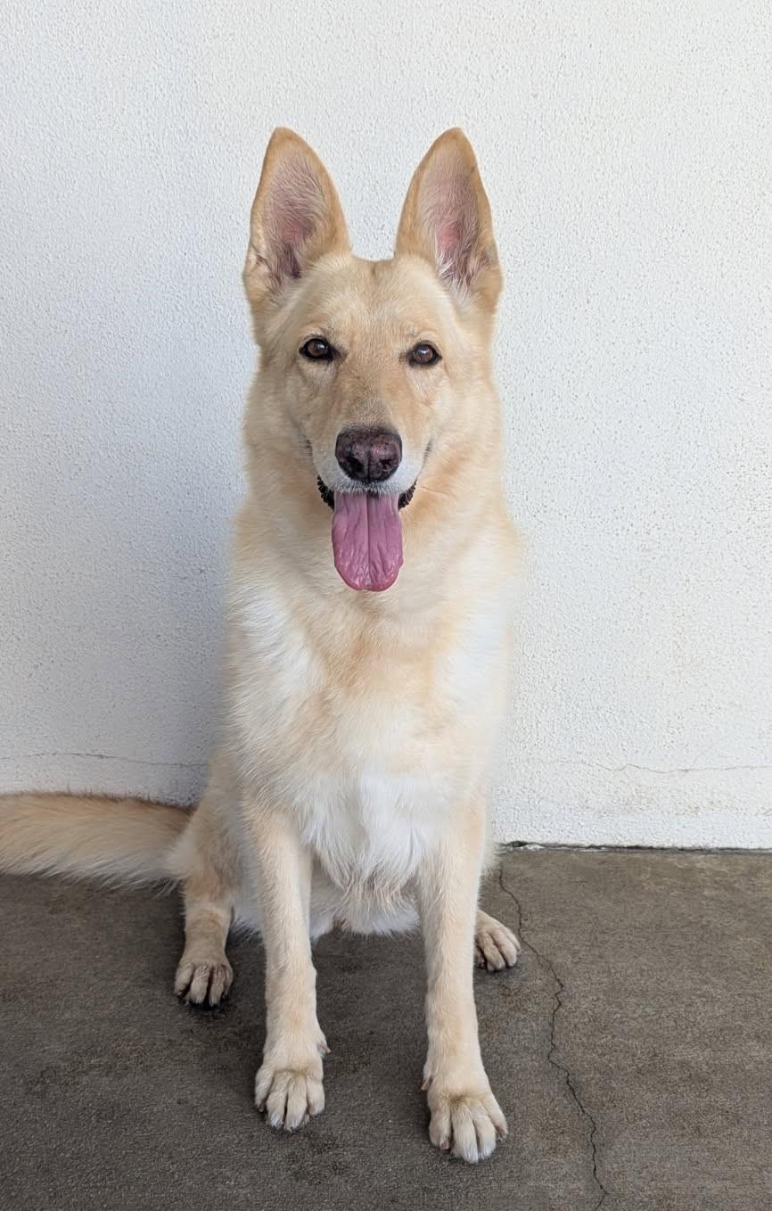 Scout AKA Riley