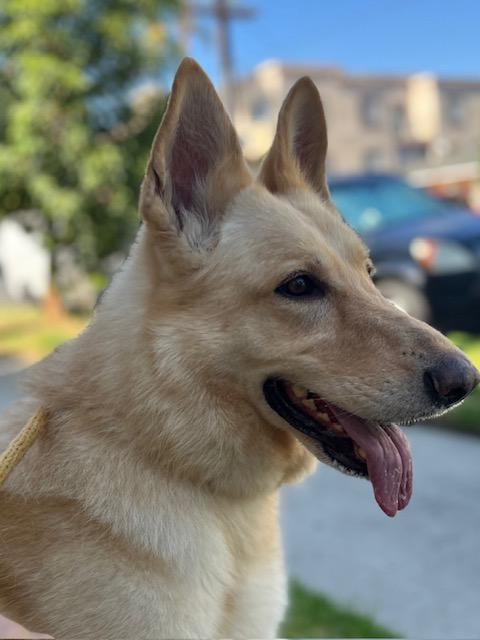 Scout AKA Riley