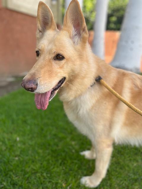 Scout AKA Riley, a Adoptable mixed breed in Canoga Park, CA image 1/9