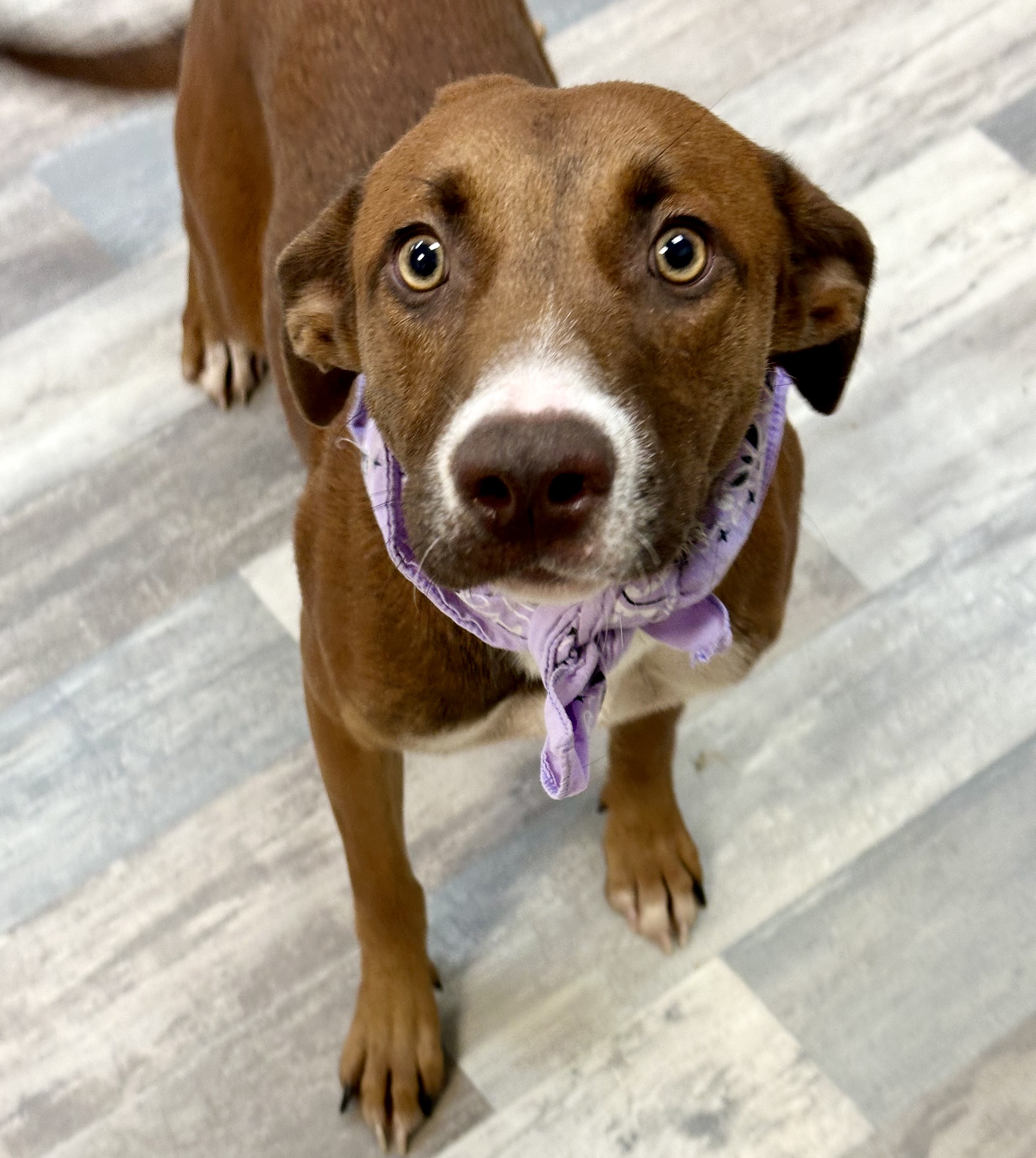 Dog for adoption Marcy, a Mountain Cur Mix in Lufkin, TX Petfinder