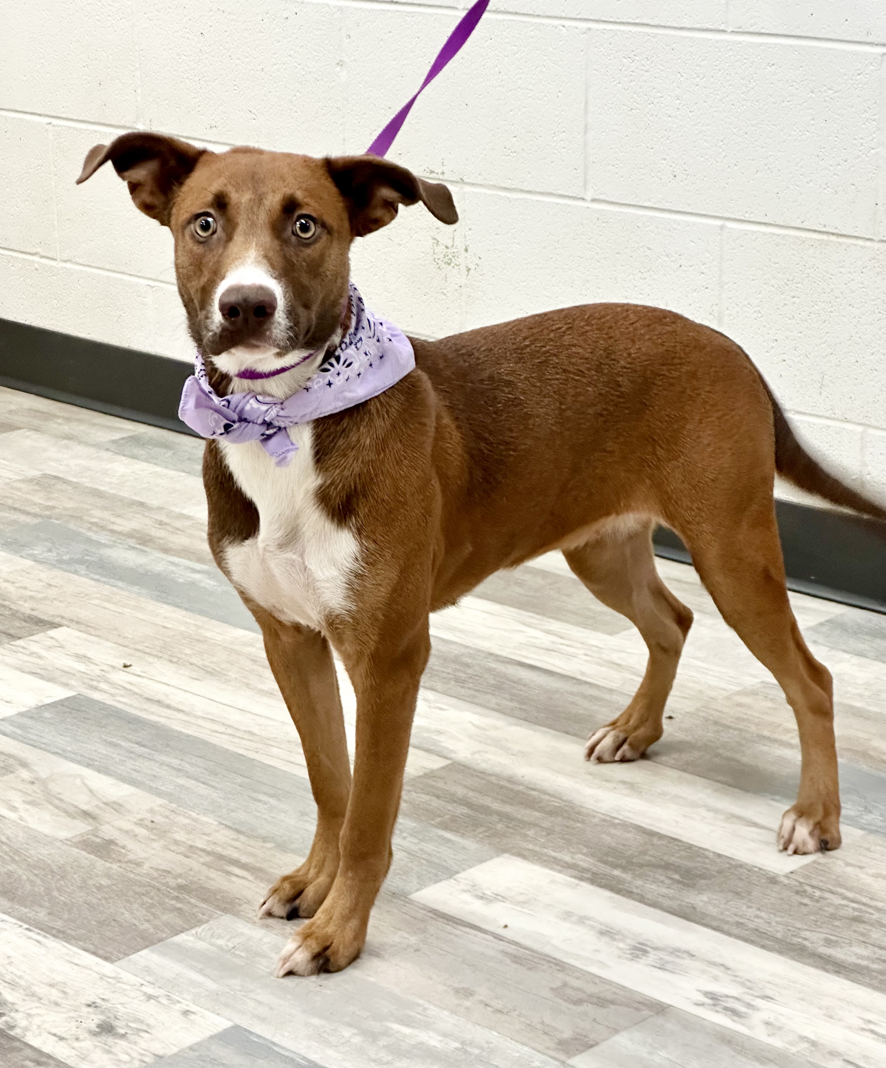 Dog for adoption Marcy, a Mountain Cur Mix in Lufkin, TX Petfinder