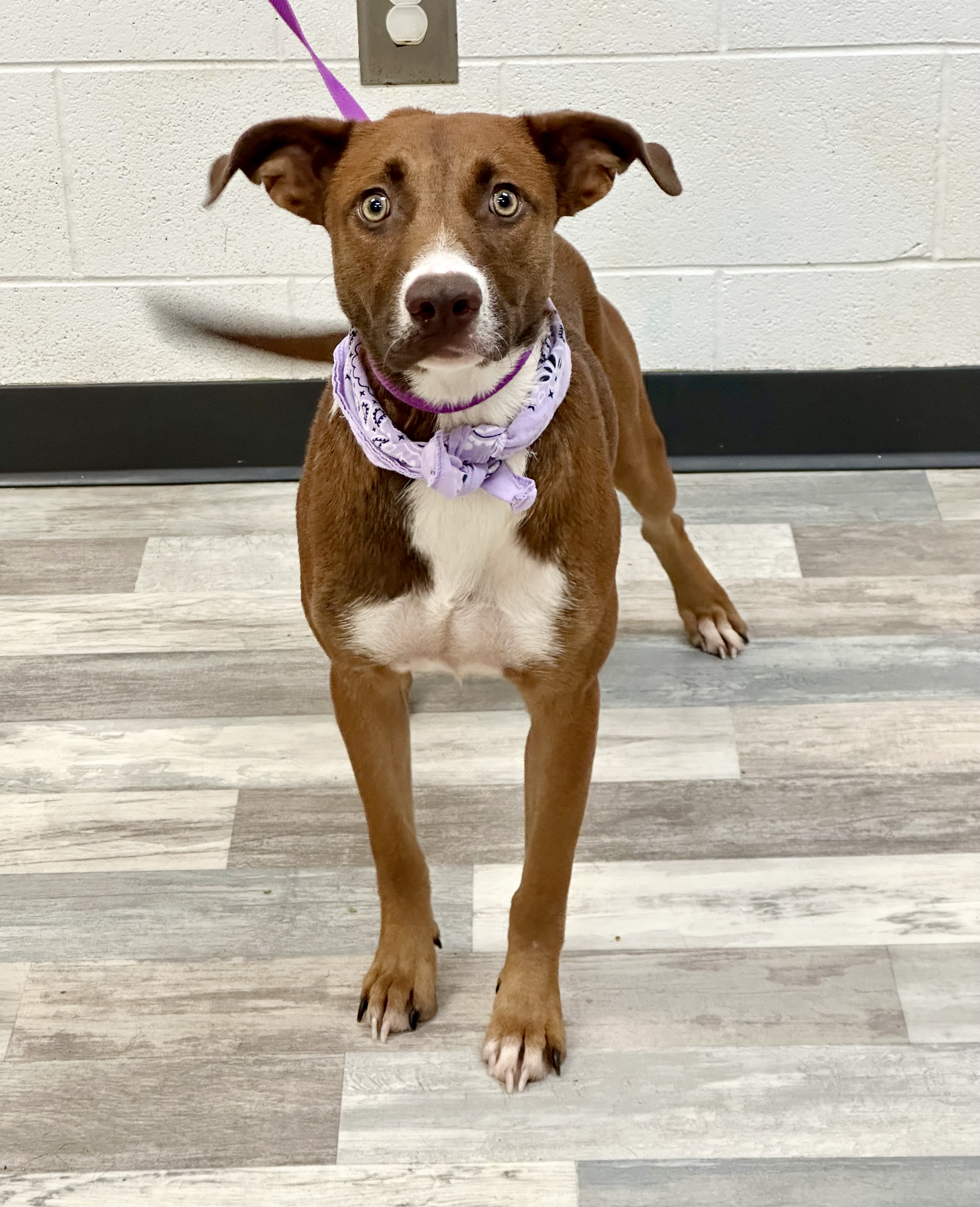 Dog for adoption Marcy, a Mountain Cur Mix in Lufkin, TX Petfinder