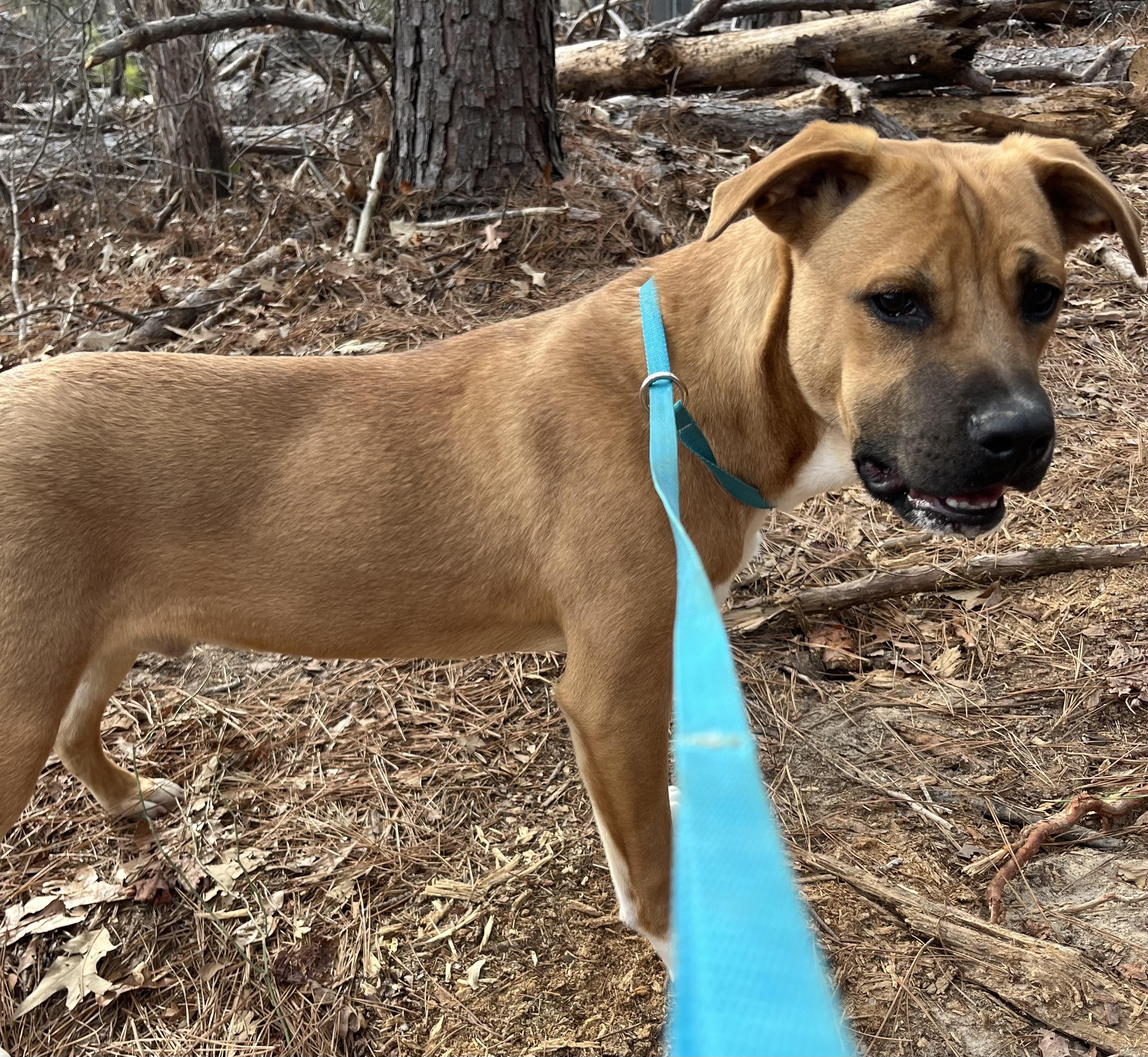 Junior, a Adoptable mixed breed in Rock Hill, SC image 1/4