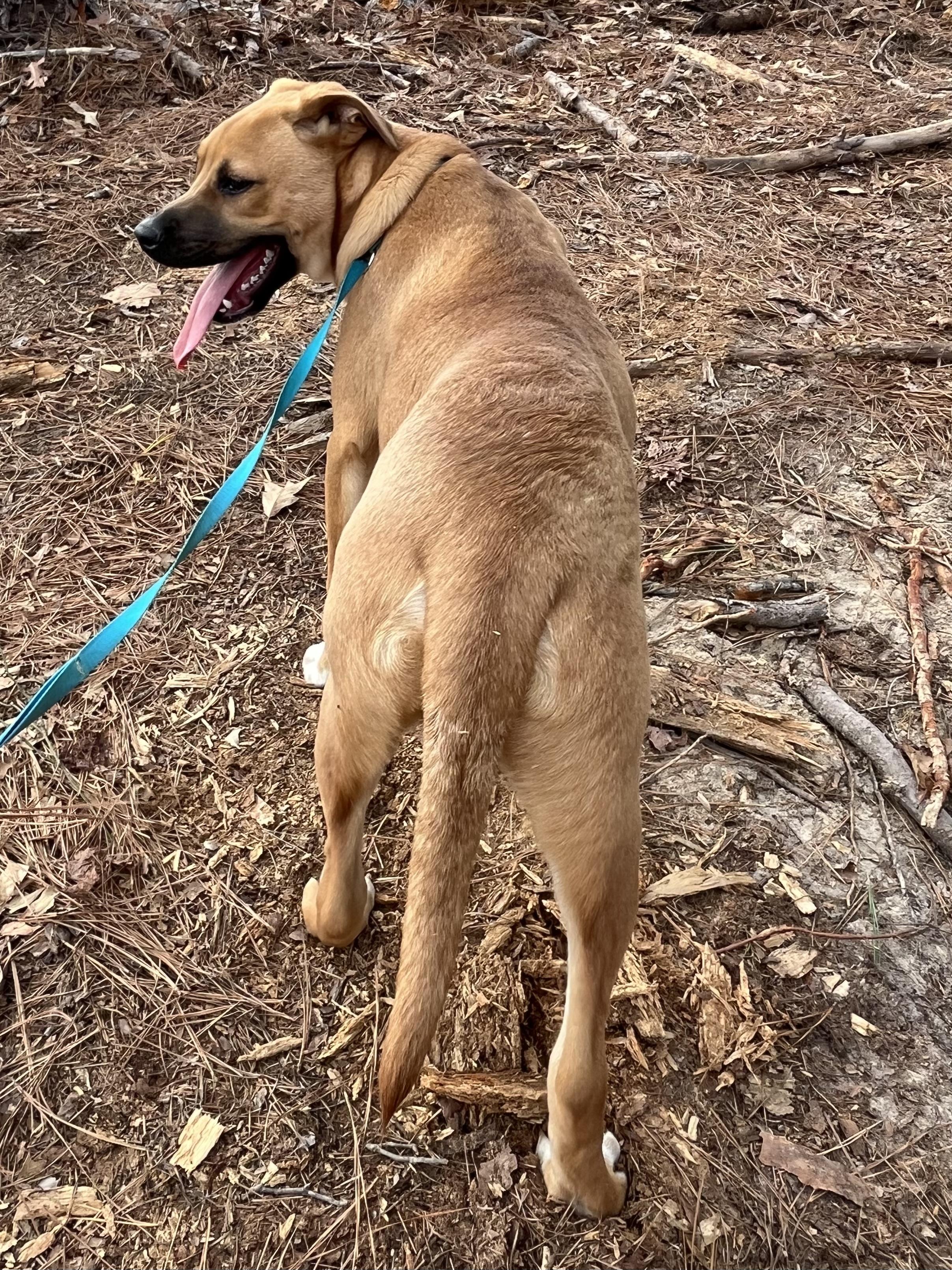 Junior, a Adoptable mixed breed in Rock Hill, SC image 4/4