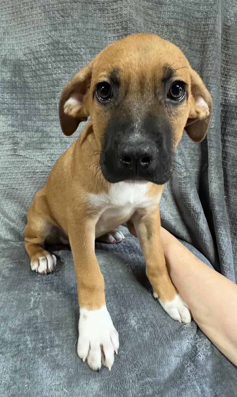 Junior, a Adoptable mixed breed in Rock Hill, SC image 2/4