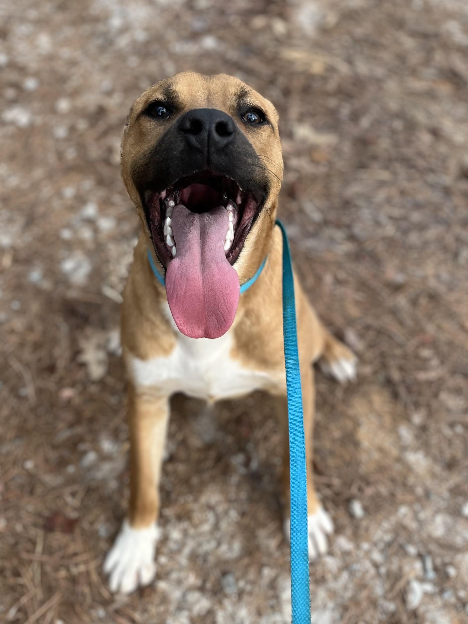 Junior — thumbnail 4