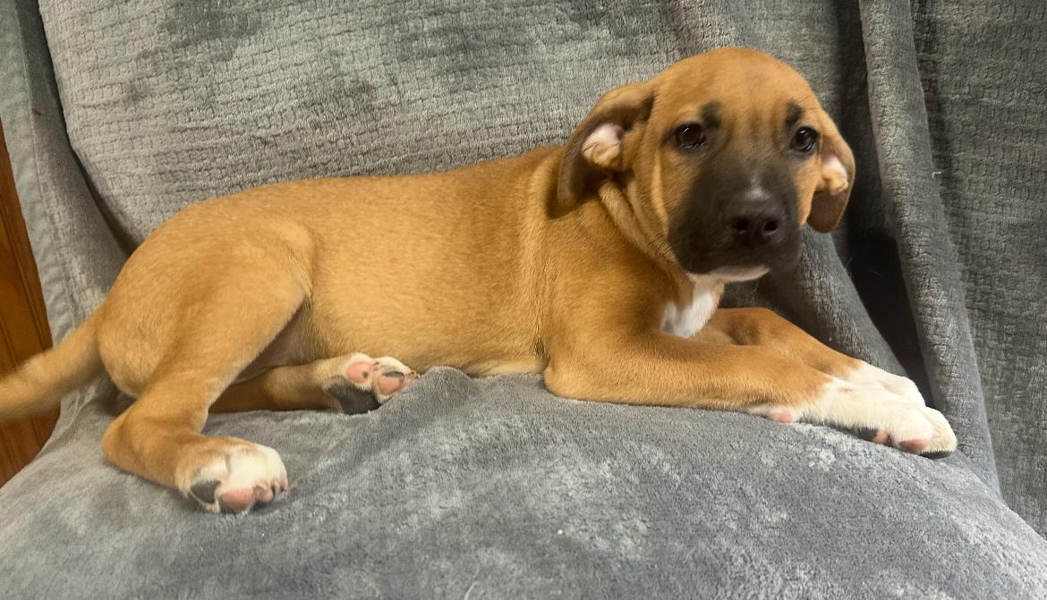 Junior