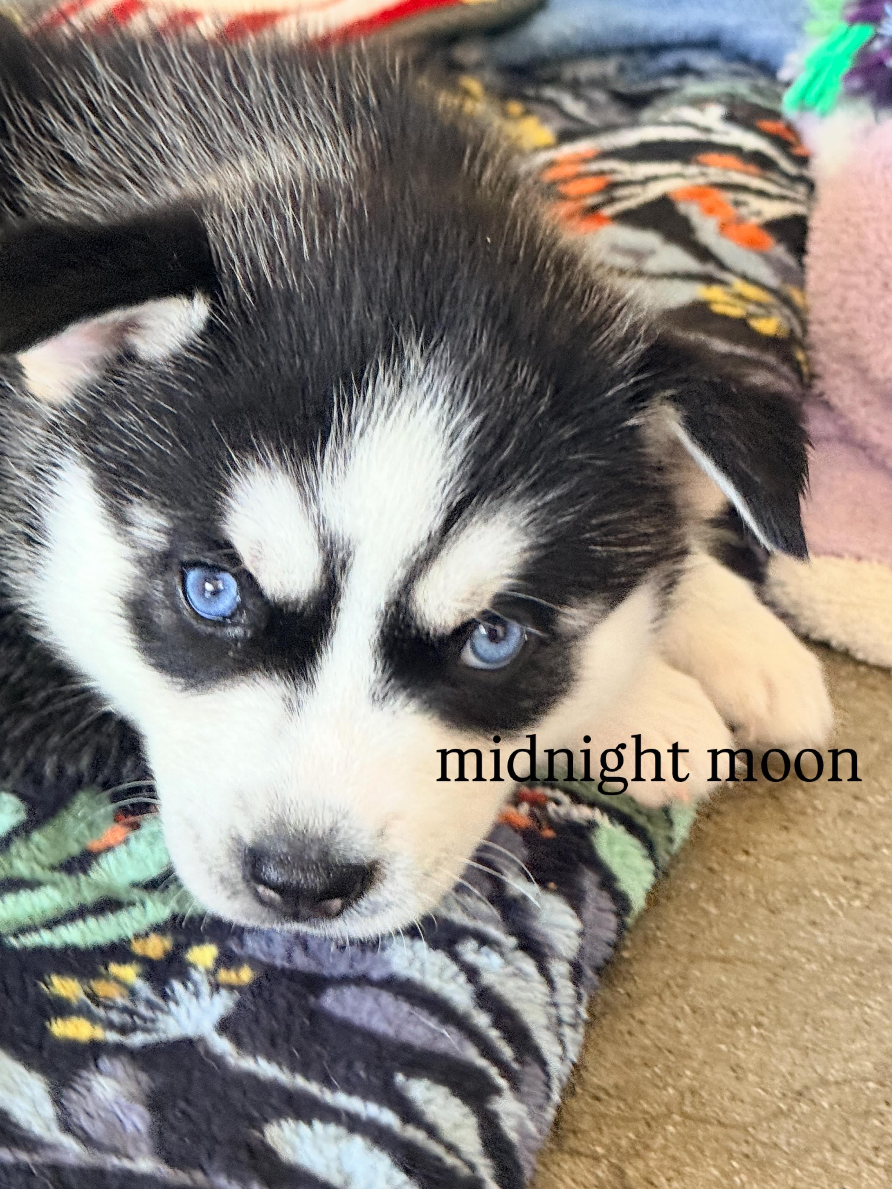 Midnight Moon husky puppy ready for adoption, Adoptable, Puppy Female Husky & Siberian Husky.