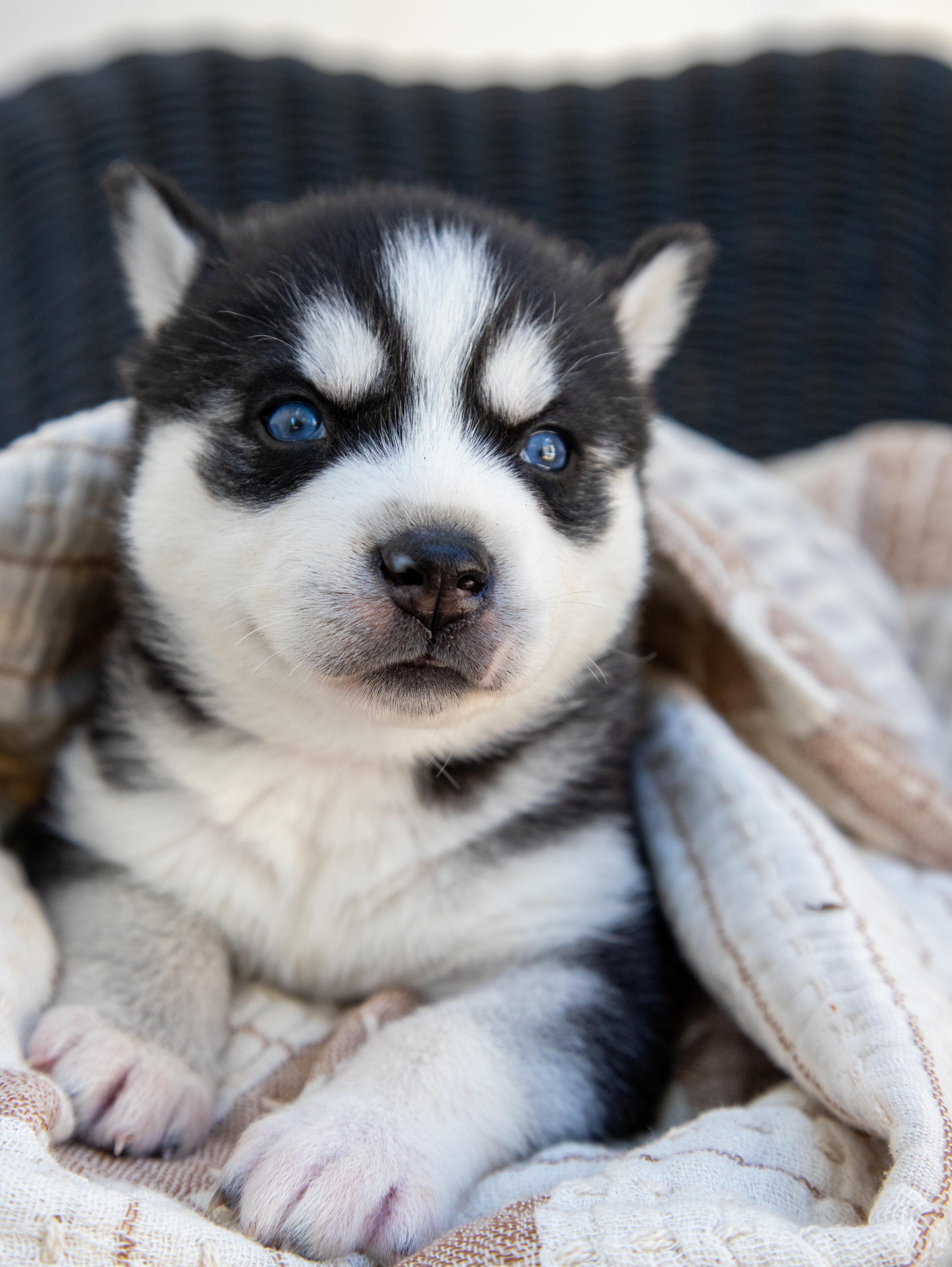 Midnight Moon husky puppy ready for adoption, a Adoptable mixed breed in Studio City, CA image 2/2