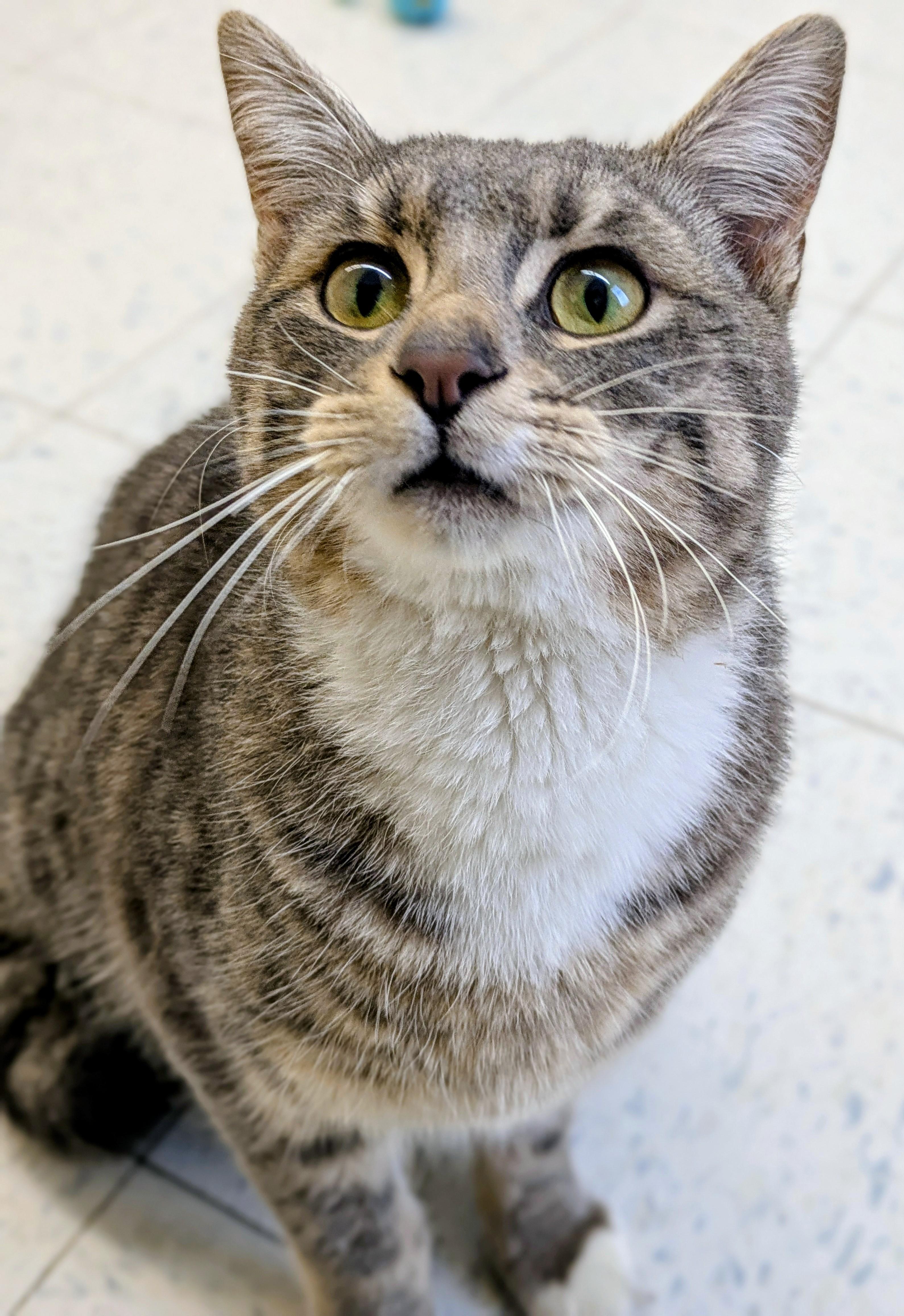 Finch, ADOPTABLE, Adult Male Domestic Short Hair.