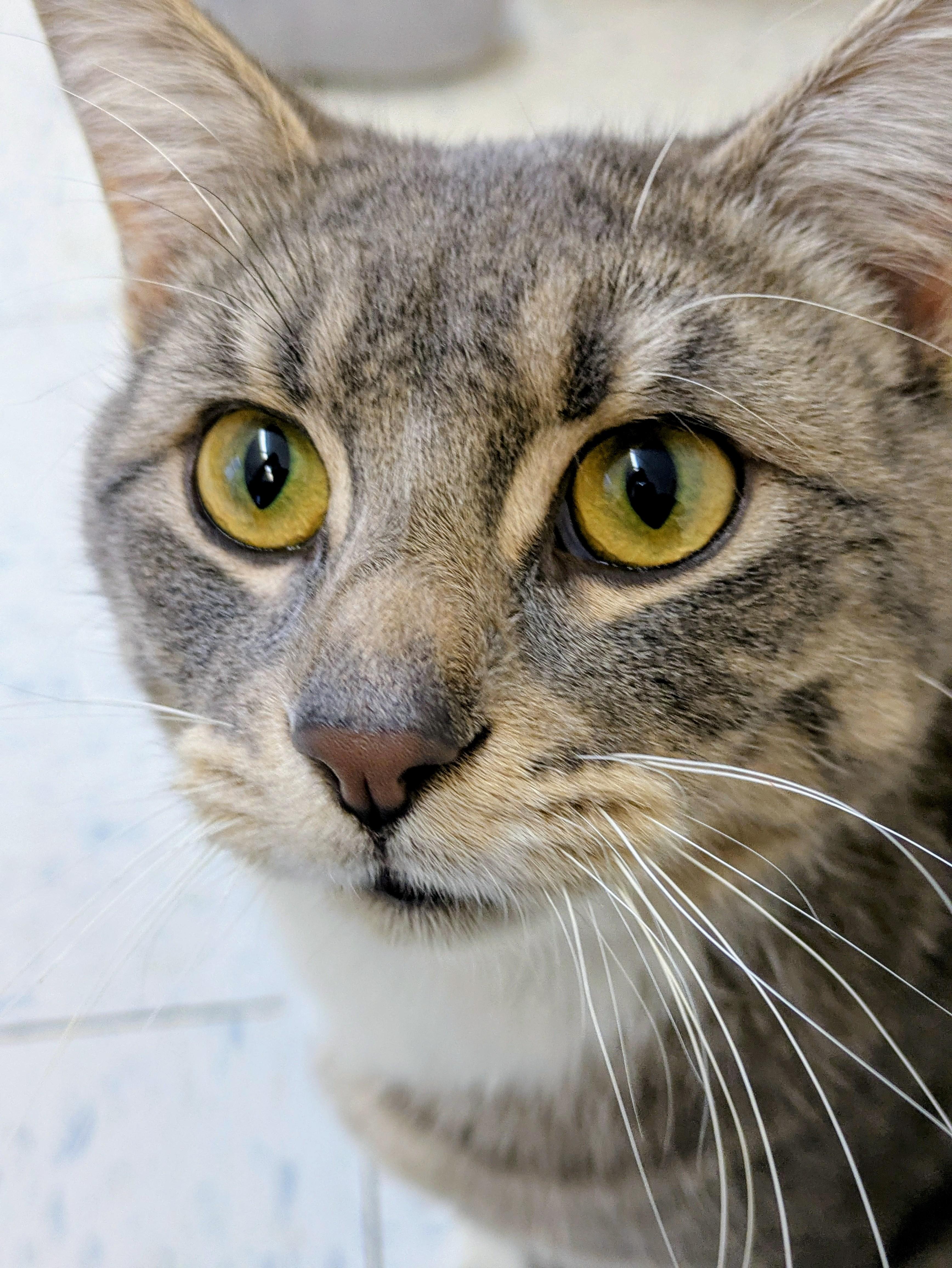 Enlarge Finch, a ADOPTABLE mixed breed in Bonnyville, AB image 2/2