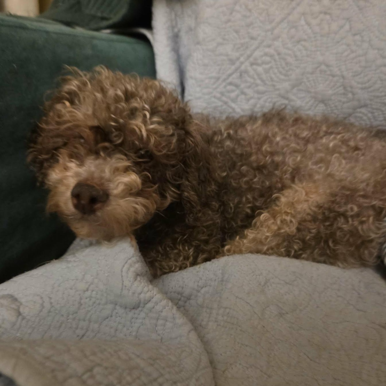 Colette, an adopted Poodle (Toy) in Rochester, NY image 5/5