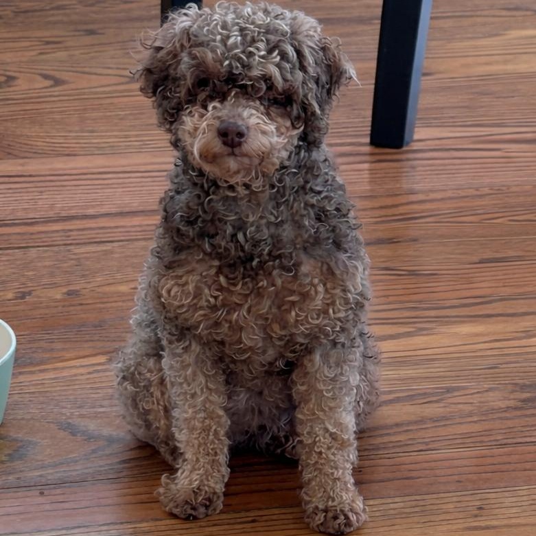 Colette, adopted, Young Female Poodle (Toy).